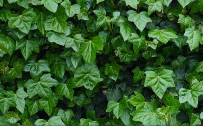 Le macérat huileux de Lierre grimpant