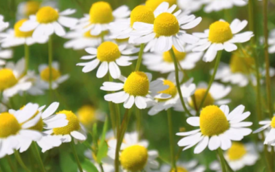 La camomille matricaire