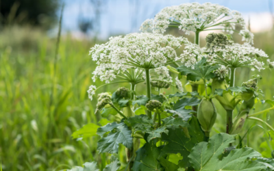 Les plantes toxiques