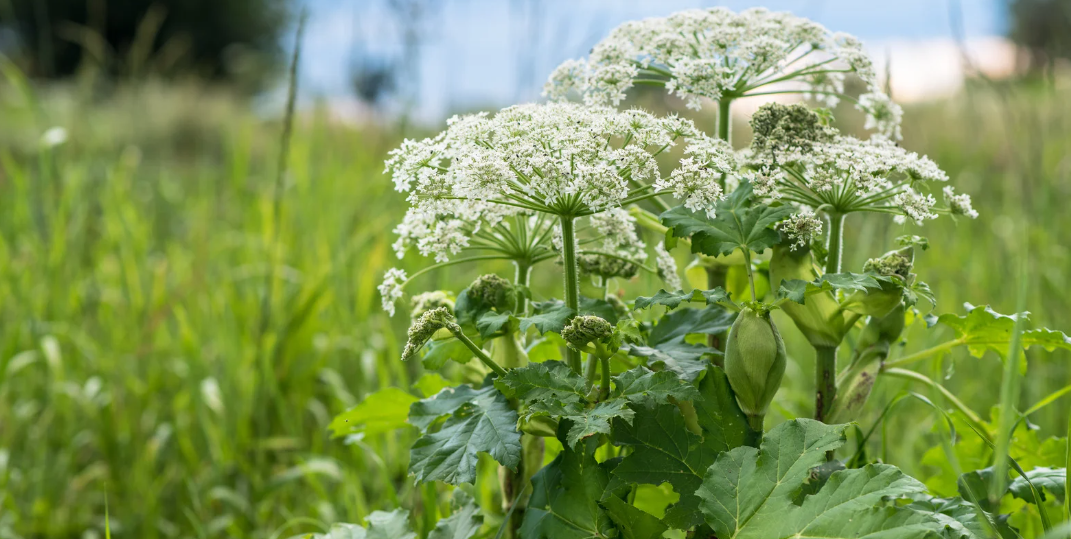 Les plantes toxiques
