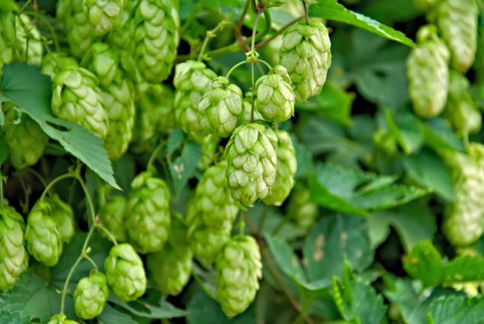 Houblon