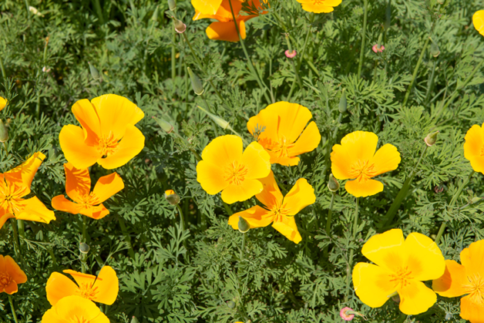 Pavot de Californie