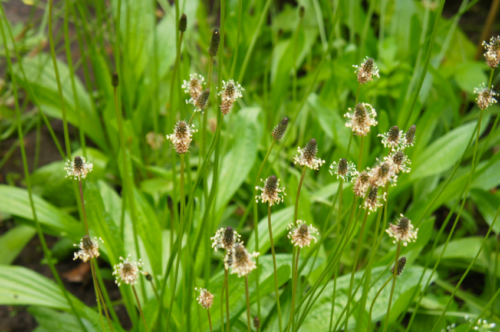 Plantain lancéolé