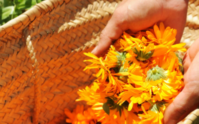 Cueillir sous le soleil