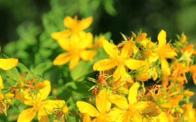 Les plantes qui aiment la sécheresse