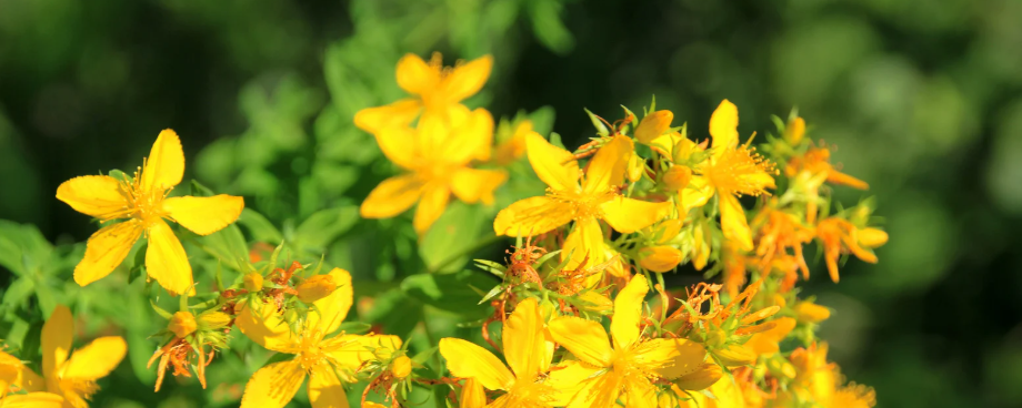 Les plantes qui aiment la sécheresse