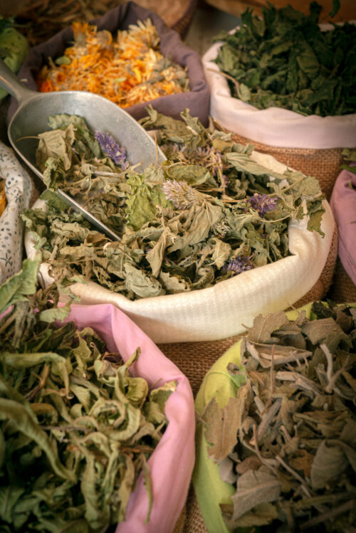 Agastache anisée