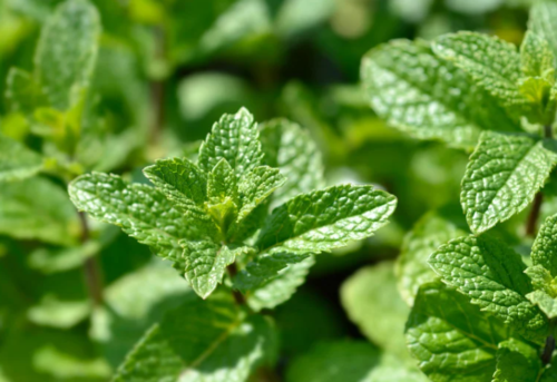 Menthe verte