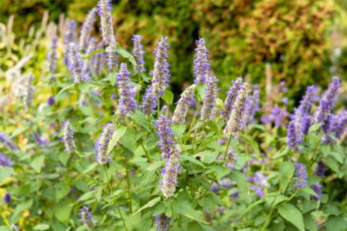 Agastache anisée