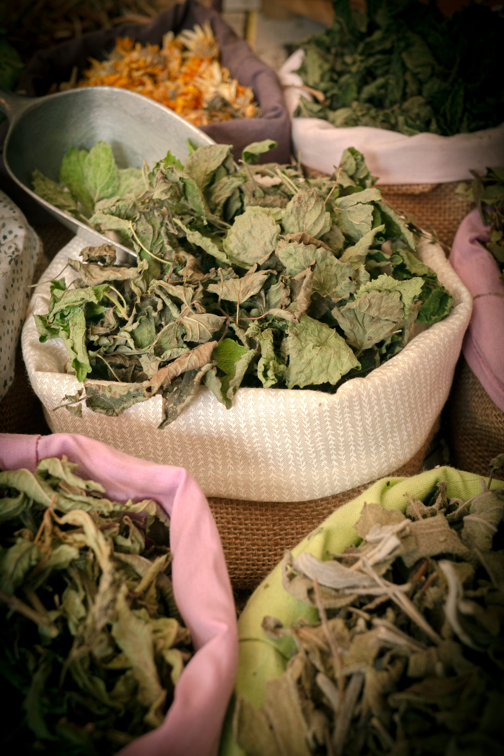 Mélisse officinale