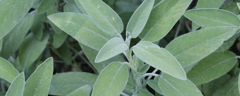 La sauge officinale