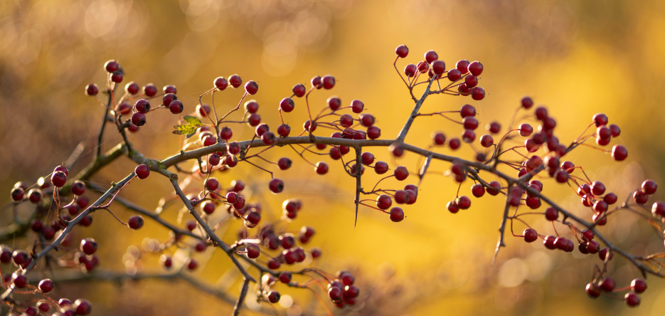 Trois baies à cueillir en automne