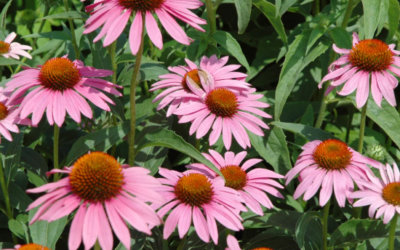 L’échinacée