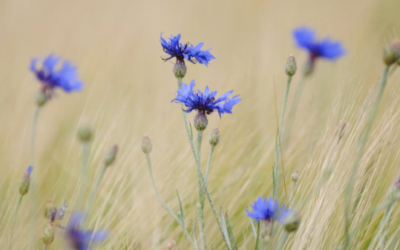 Les plantes du lâcher prise