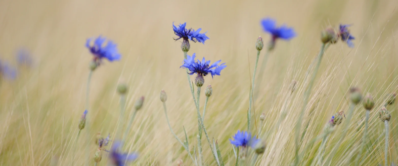 Les plantes du lâcher prise