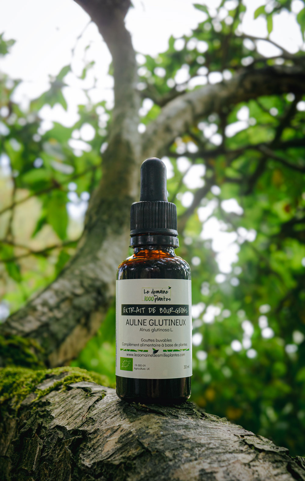 Bourgeons d’Aulne glutineux