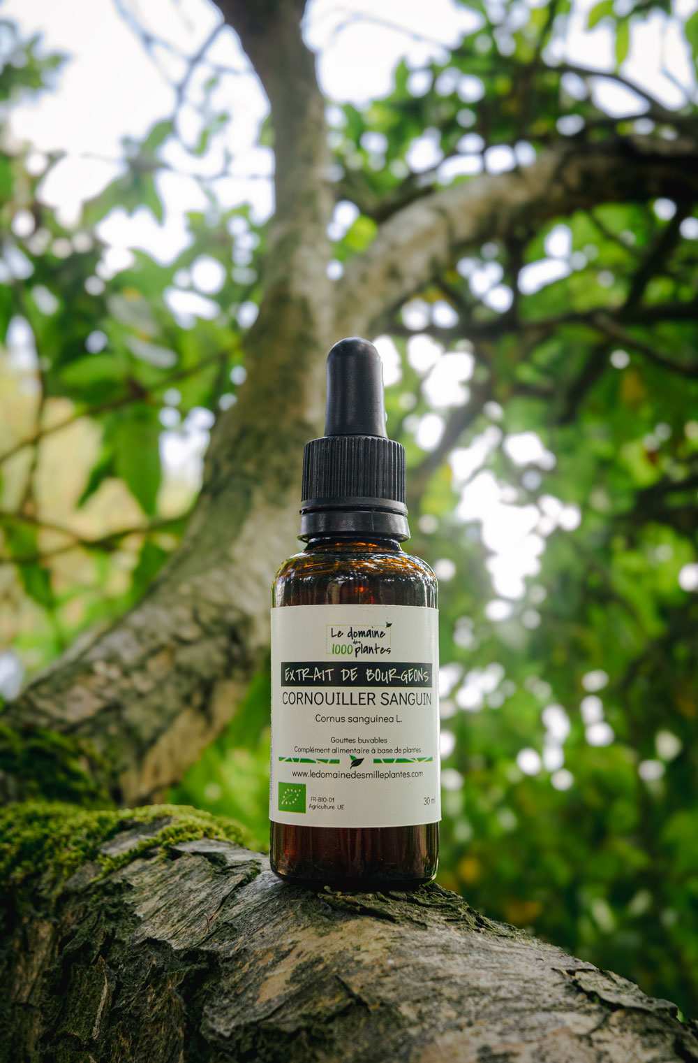 Bourgeon de Cornouiller sanguin