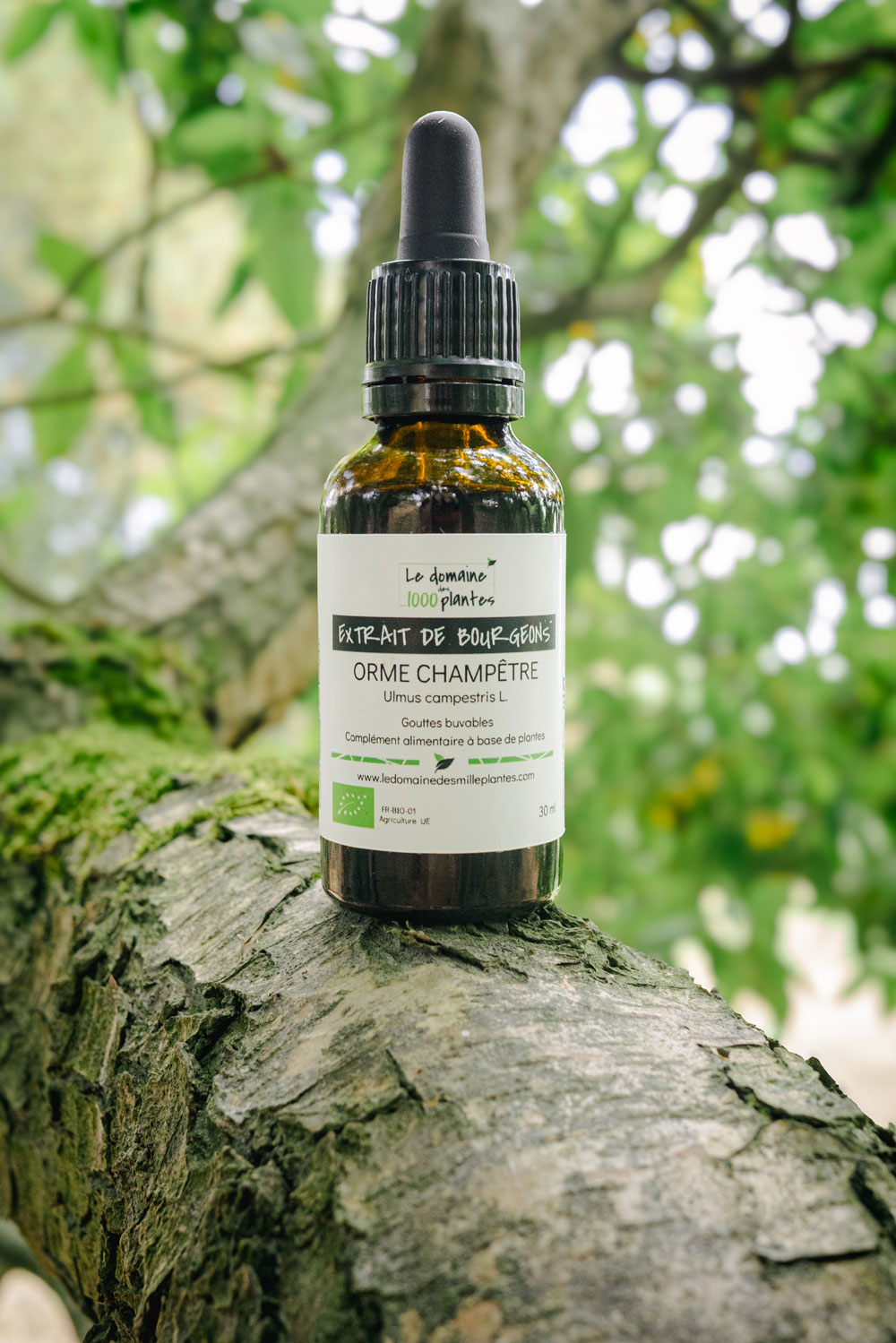 Bourgeon d'Orme Champêtre