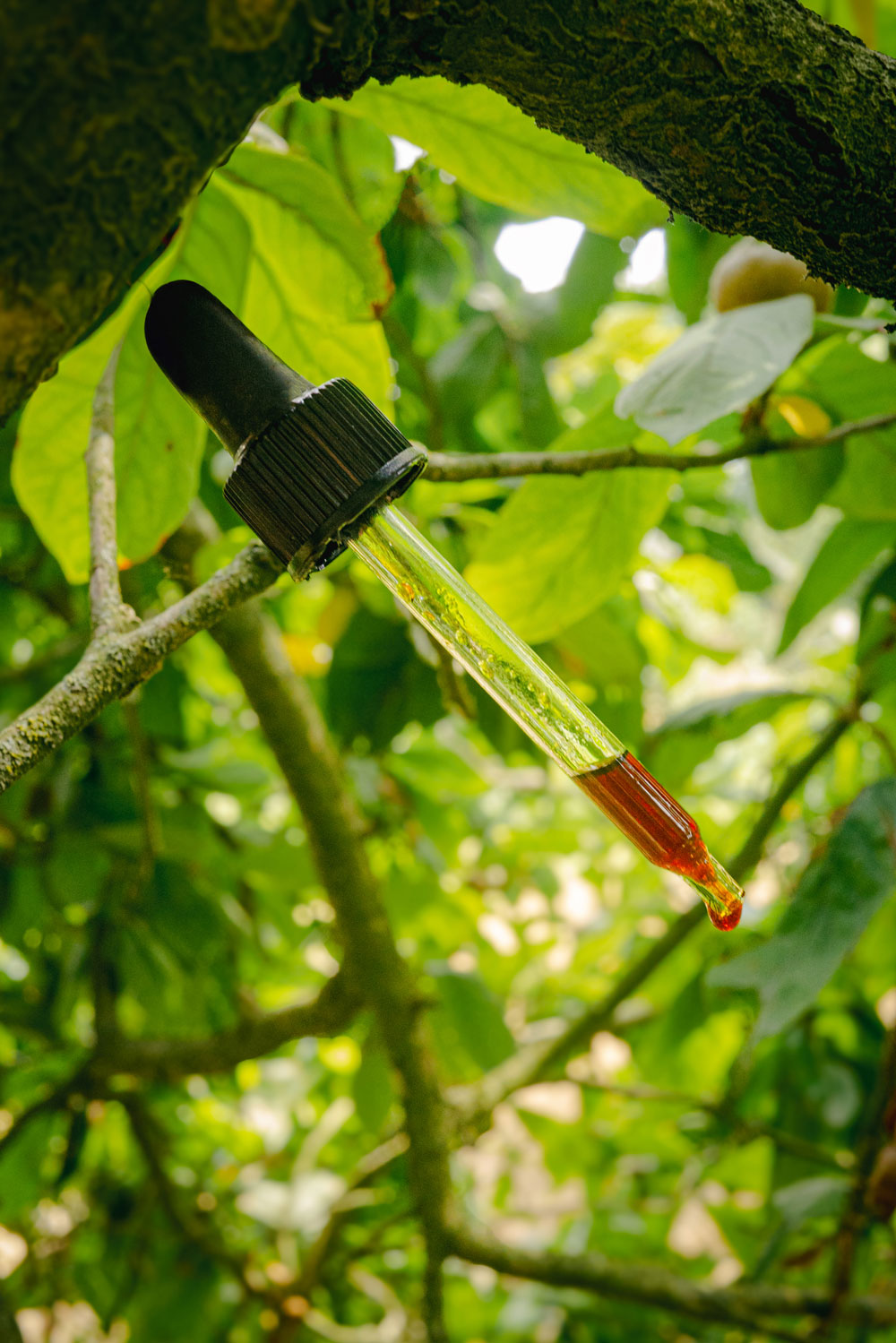 Bourgeons de Marronnier d'inde – Image 2