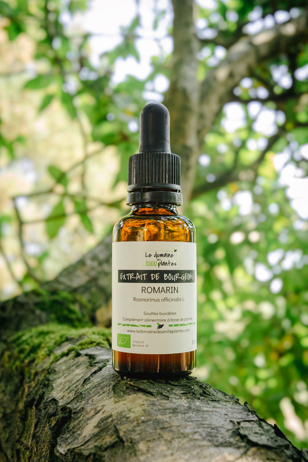 Jeunes pousses de Romarin