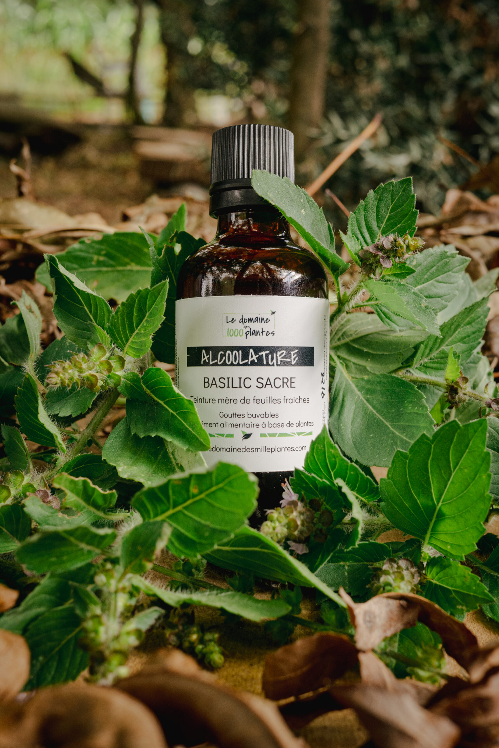 Alcoolature Bio Basilic Sacré (Tulsi)