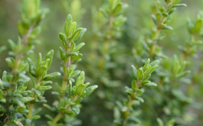 Les plantes de l’immunité