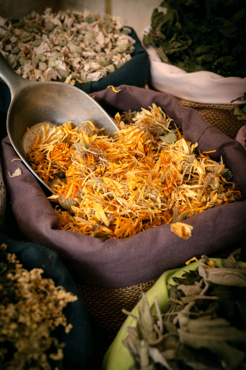 Calendula officinal