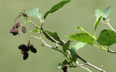 L&rsquo;aulne glutineux
