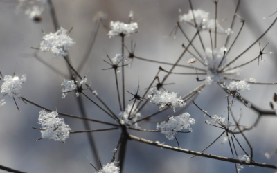 Bourgeon d’églantier et d’aulne : le combo hivernal