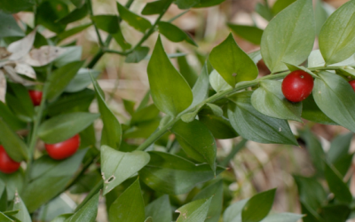 Le fragon petit houx