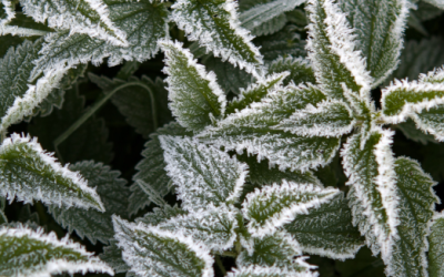 Les 3 teintures mères à avoir dans sa pharmacie en hiver