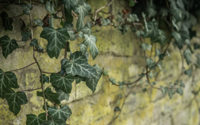 Le lierre grimpant
