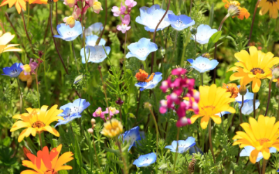 Les plantes compagnes et bio-indicatrices