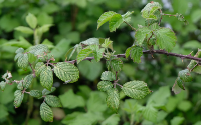 L&rsquo;eau de Ronce