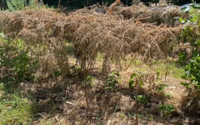 Comment protéger ses plants des fortes chaleurs ?