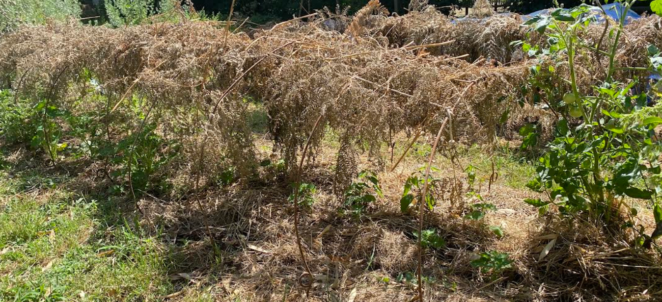 Comment protéger ses plants des fortes chaleurs ?