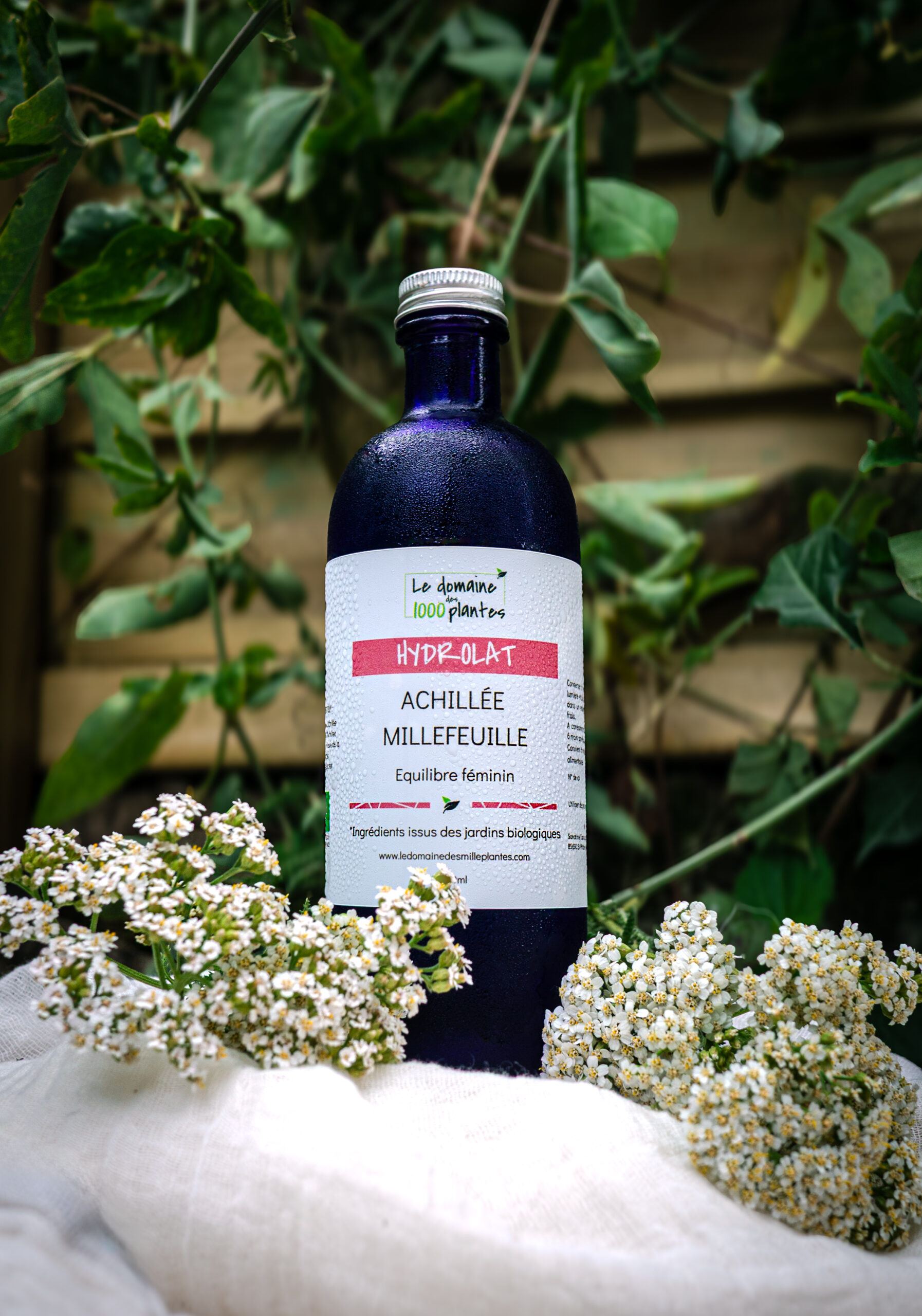 Hydrolat d'Achillée millefeuille